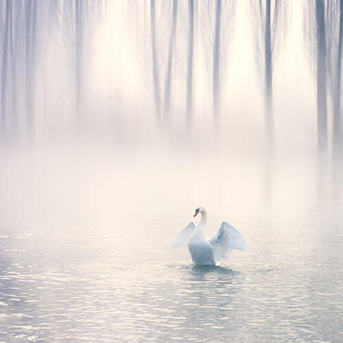 Misty Swan Grace Art Print