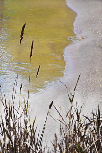 Golden Shore Reeds Gold Print