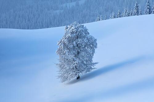 Solitary Winter Tree Art Print