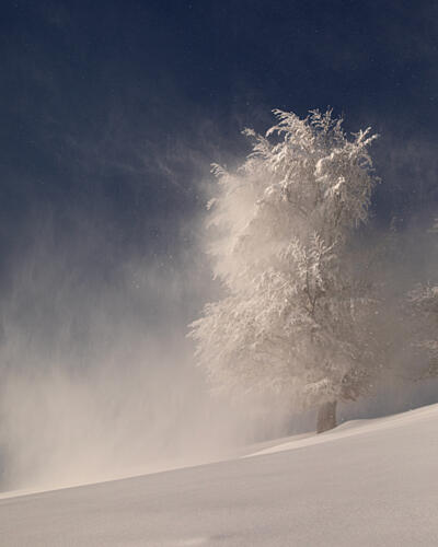 Winter Tree Blizzard Art Print