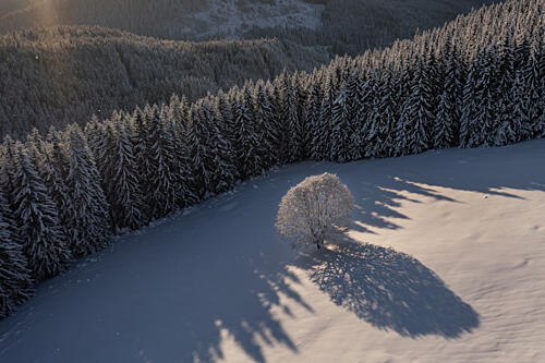 Golden Winter Shadows Gold Print