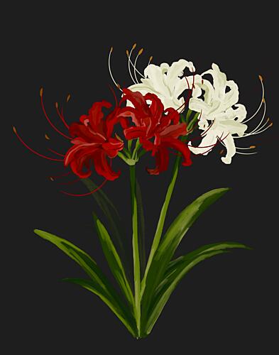 Red White Spider Lilies Art Print