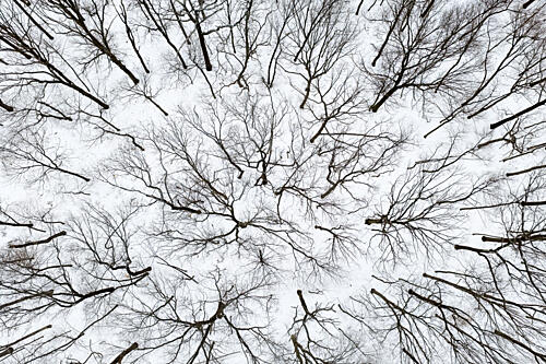 Art of Forest Art Print