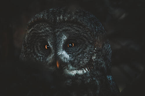 Great Grey Owl Gaze Art Print