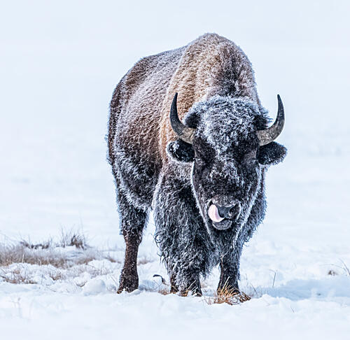 Frosty Winter Bison Art Print by Yuan Su