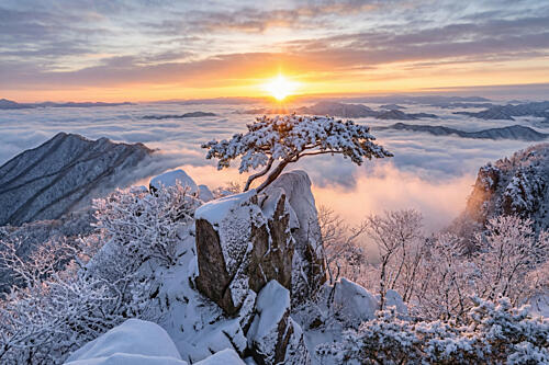 Pine Tree Winter Sunrise Gold Print
