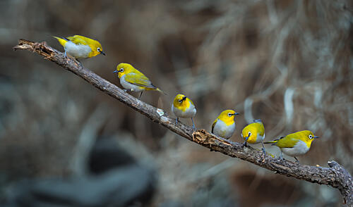 Six Yellow Birds Perched Art Print by Rahul Wedpathak