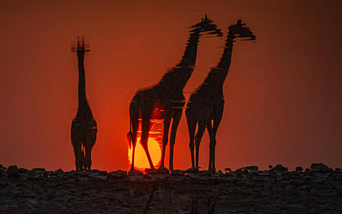 African Sunset Giraffes Art Print by Isam Telhami