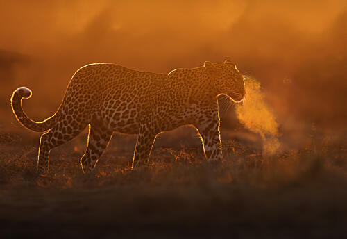 Leopards Golden Breath Art Print by Georg Scharf