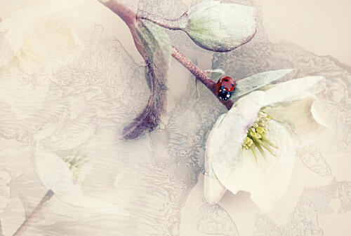 Gentle Bloom Ladybug Art Print by Ellen van Deelen