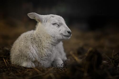 Peaceful Baby Lamb Art Print