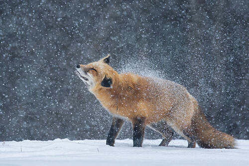 Red Fox Shakes Snow Art Print by Max Wang