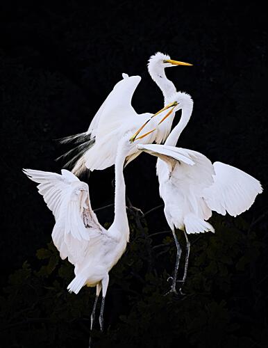 Elegant Egrets Interacting Art Print by Zhijian Wu