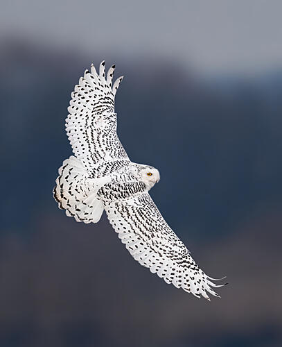 Majestic Snowy Owl Flight Art Print by Yunqiang Li