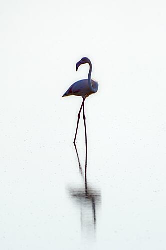 Pink Flamingo Reflection Art Print by H. Hossameldin