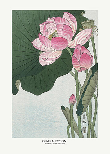 Blooming Lotus Flowers Art Print