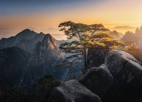 Majestic Mountain Pine Gold Print