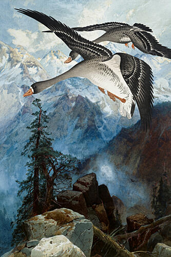 Alpine Geese Soaring Art Print