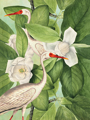 Ibises Among Magnolias Art Print