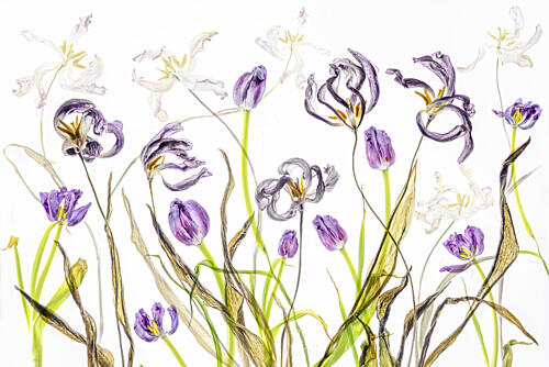 Fading Purple Tulips Art Print
