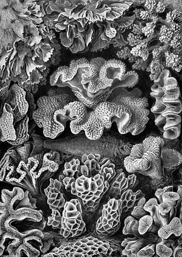 Detailed Marine Life Art Print