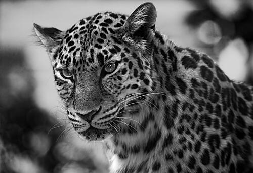 Polka-Dotted Leopard Art Print by Amasachin