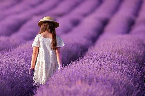 Girl in Lavender Field Gold Print