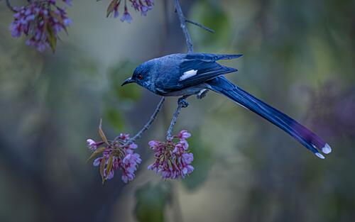 Blue Bird Pink Blossoms Art Print by Yu Lin