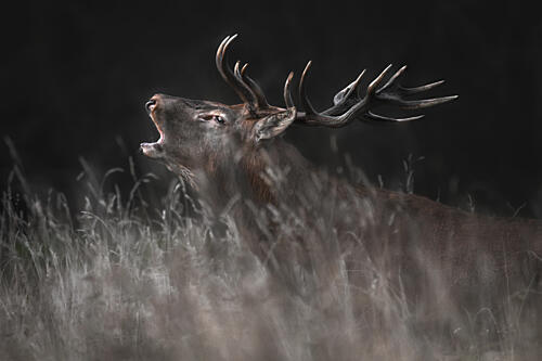 Majestic Roaring Stag Art Print