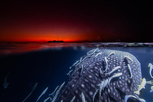Whale Shark Sunset Art Print by Tomoyuki Fujikawa