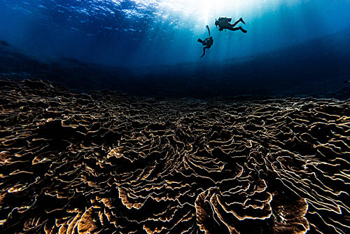 Sunlit Coral Reef Divers Art Print by Tomoyuki Fujikawa