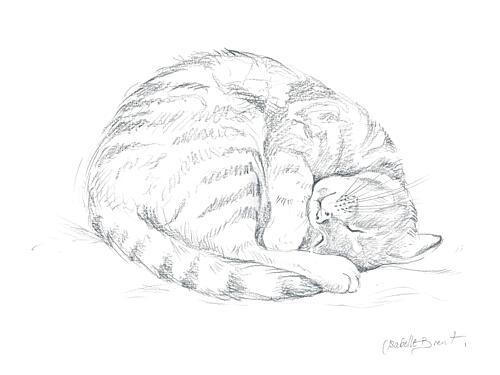 Sleeping Cat Drawing Art Print