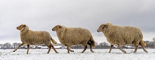 Walking Sheep in Snow Art Print by Gert van den Bosch
