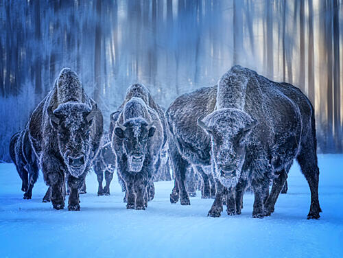 Frosted Bison in Winter Art Print by Yuan Su