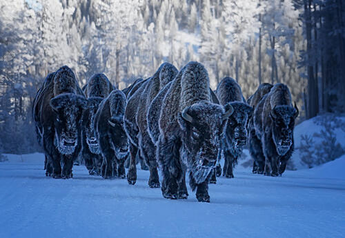 Frosty Winter Bison Art Print by Yuan Su