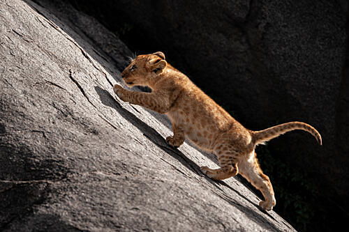 Little Lion Cub Climbing Art Print