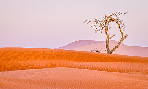 Lonely Desert Tree Art Print