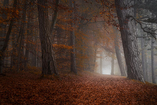 Misty Autumn Forest Path Art Print