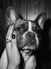 Petting a Frenchie Art Print