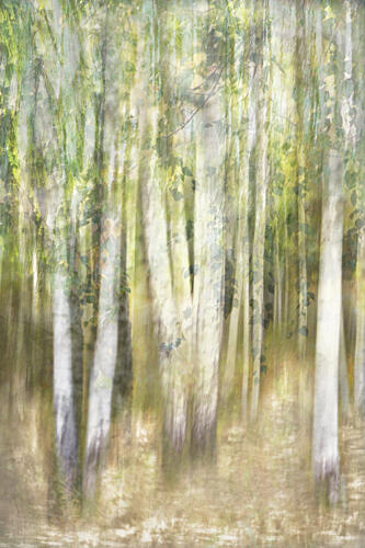 Dreamy Aspen Forest Art Print