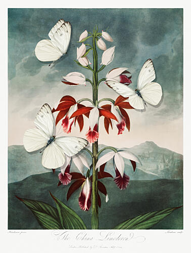White Butterflies Red Orchids Art Print