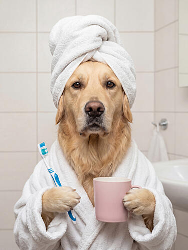 Spa Day Dog Gold Print