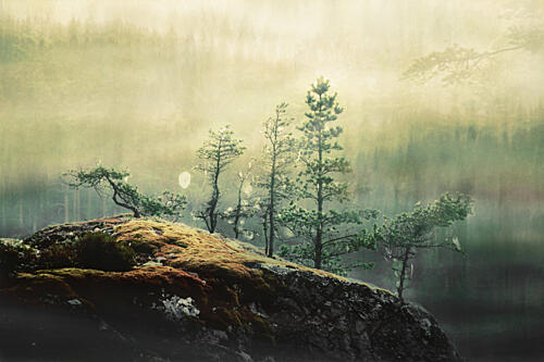 Misty Forest Pines Art Print