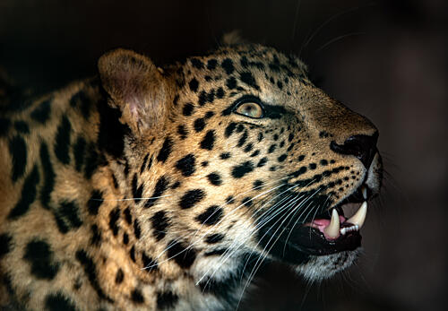 Fierce Leopard Gaze Art Print by Lee Keller