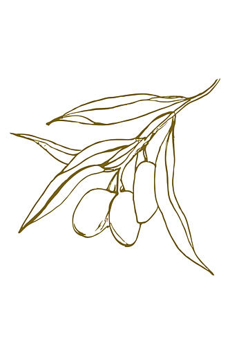 Olivebranchno02 Art Print