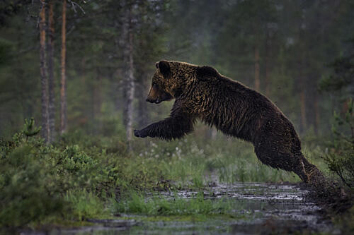 Leaping Brown Bear Art Print by Georg Scharf