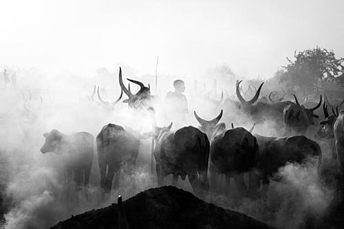 Hazy Cattle Herding Art Print