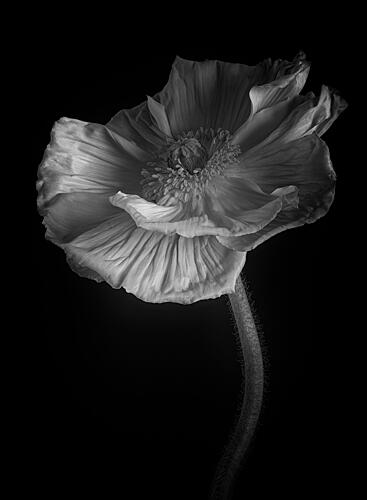Elegant Black and White Poppy Pop art reproduction