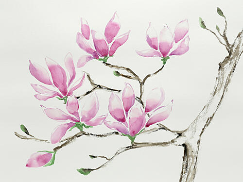 Delicate Pink Magnolias Art Print