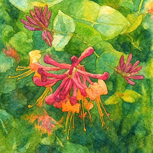 Colorful Honeysuckle Blooms Art Print